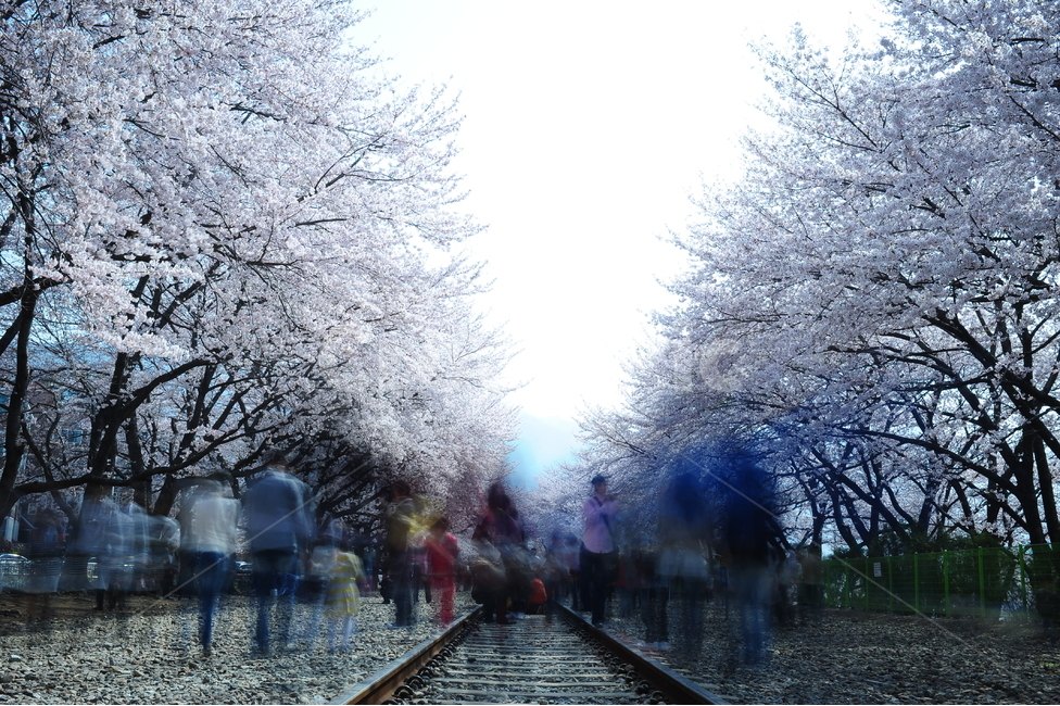 벗꽃,벚꽃,진해벗꽃,진해벚꽃,경화역벗꽃,경화역벚꽃,봄,계절,spring,season,자연,풍경,nature,landscape,사람들,대중,군중,other people,crowd,rail,레일,train track,기찻길,transportation,교통,railway,철도