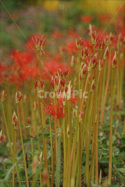 꽃,상사화,꽃무릇,자연,식물,가을,붉은꽃,red,fiower,nature,tree,green,fall,식물,자연,plants,nature,꽃,flower