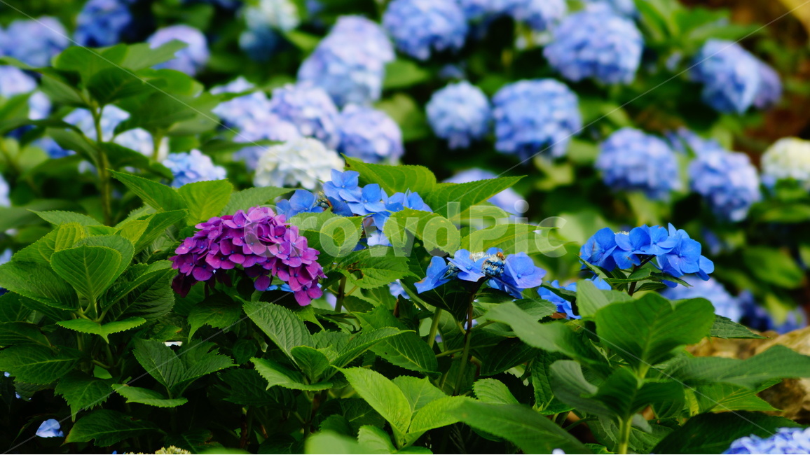 수국,수국꽃,꽃,꽃사진,식물,식물,자연,plants,nature,꽃,flower