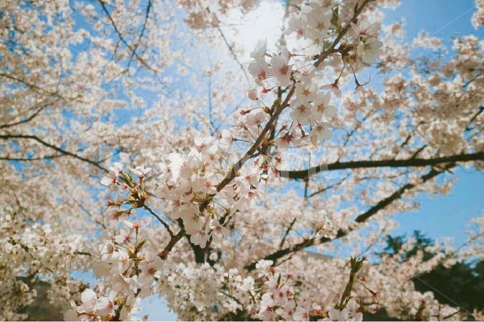 벚꽃,봄,꽃,하늘,화사함,배경,spring,cherryblossom,flower,sky,beautiful,햇살,감성