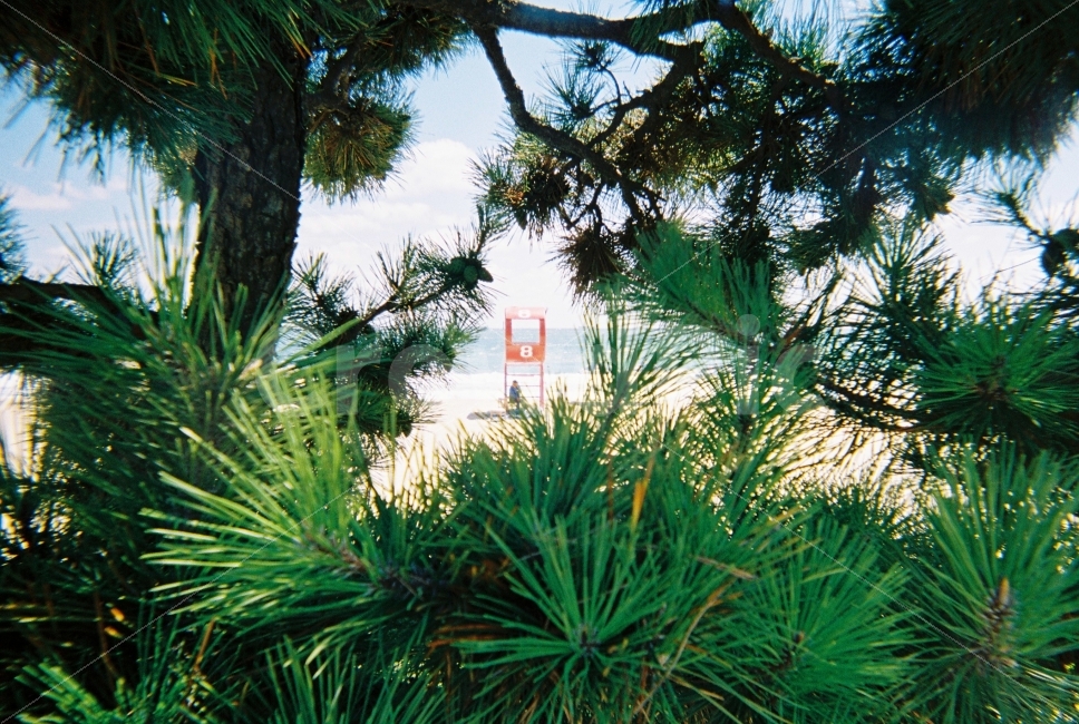 여름,송정,바닷가,바다,필름,필름사진,필름카메라,라이카,여름,계절,summer,season,해변,바다,beach,sea,여행,휴가,traveling,vacation,trip,plant,식물,tree,나무