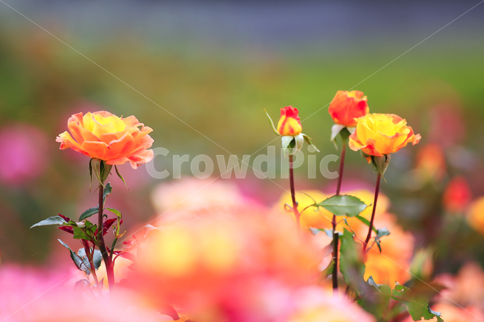 5월,장미,장미속살,장미정원,사랑,식물,자연,plants,nature,꽃,flower