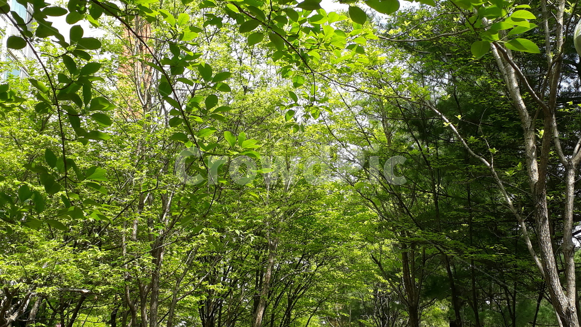숲,푸른,봄,여름,배경
