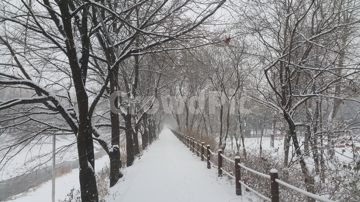겨울,눈,길,나무,한적한,겨울,계절,winter,season,자연,풍경,nature,landscape,식물,plants,나무,trees,wood,outdoors,옥외