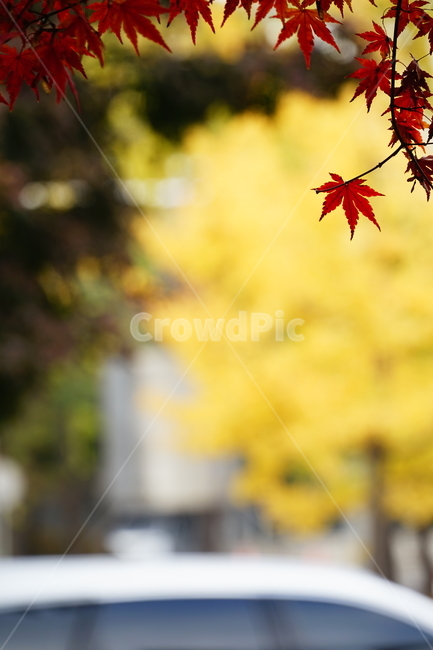 단풍,가을,식물,잎,plant,가을,계절,fall,autumn,season,식물,자연,plants,nature