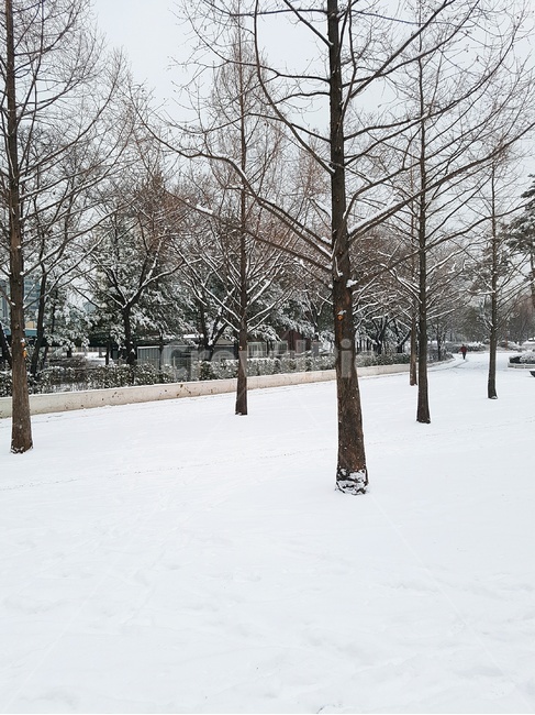 자연,나무,식물,tree,눈,snow,겨울,겨울,계절,winter,season,자연,풍경,nature,landscape
