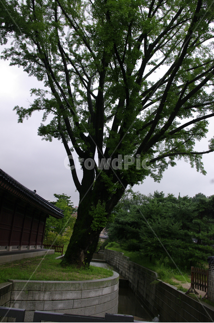 창덕궁,고궁,한옥,전통가옥,기와지붕,건축,traditional,나무,자연,풍경,nature,landscape,한국자연풍경,한국자연경관,korea nature landscape,plant,식물,tree,tree trunk,나무 줄기