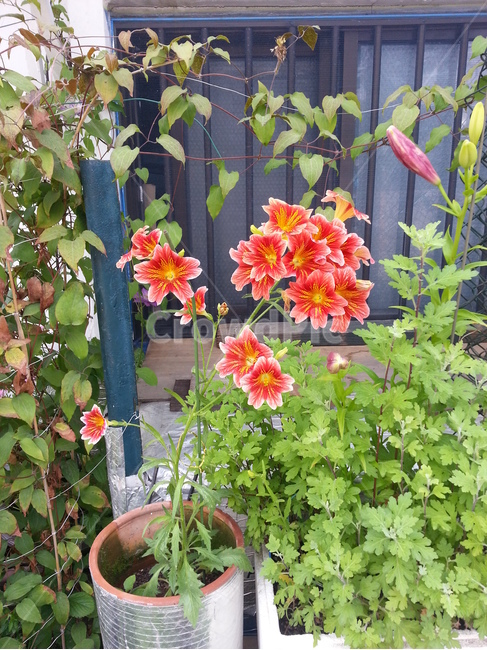 plant,flower,꽃,blossom,식물,식물,자연,plants,nature,꽃,flower