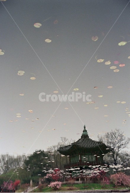 감성,경복궁,향원정,반영,벚꽃,반영사진,감성사진,궁궐,봄,필름,아날로그,봄,계절,spring,season,한국전통,한국문화,korean traditional,korean culture,랜드마크,landmark,tourist attraction,한국랜드마크,한국관광지,한국명소,korea landmark,korea tourist attraction