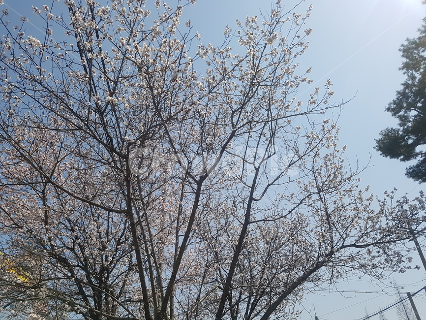 벚꽃,봄,spring,벚꽃축제,꽃,flower,봄,계절,spring,season,식물,자연,plants,nature,꽃,flower,tree,나무,plant