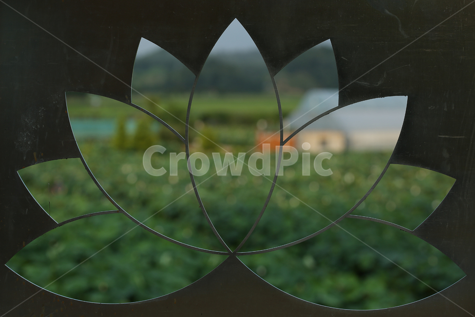여름,수련,연꽃,관곡지,summer,lotus,자연,풍경,nature,landscape,종교,신앙,religion,belief,faith