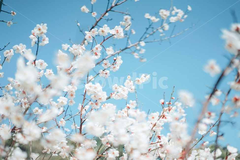 꽃,매화꽃,식물,flower,plant,봄,계절,spring,season