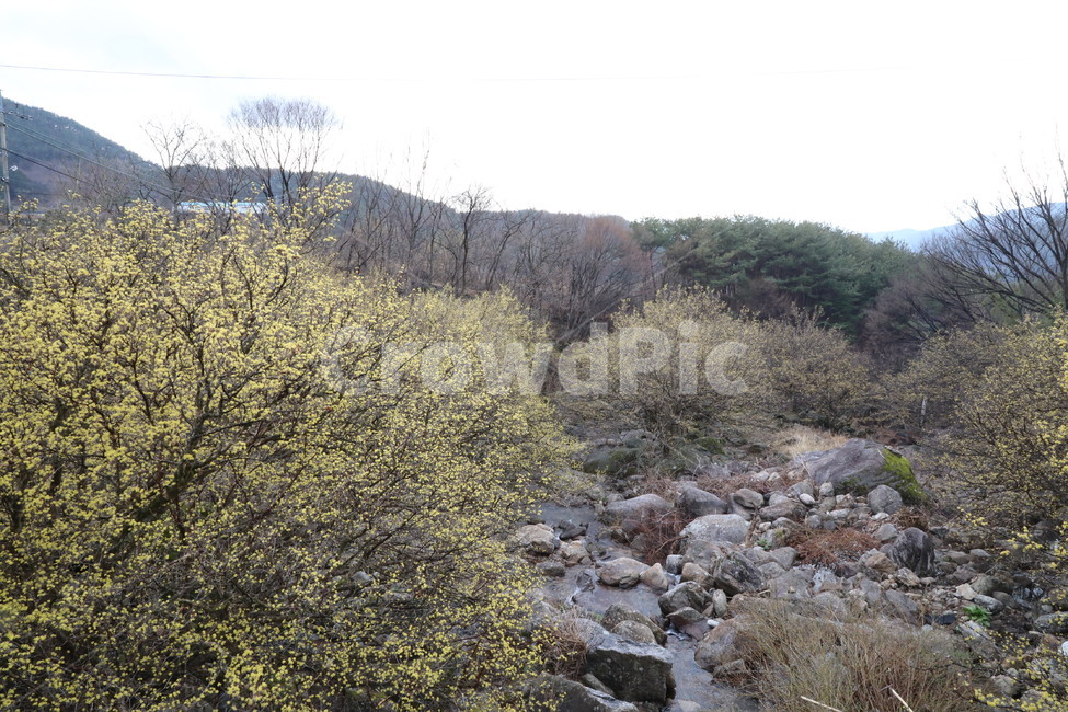 봄,산수유,자연,풍경,꽃,시골,길,산,계곡,봄,계절,spring,season,자연,풍경,nature,landscape,rubble,파편,water,물,outdoors,옥외
