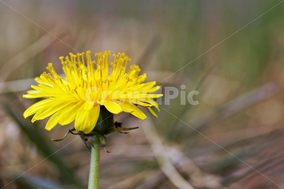 봄,민들레,계절,노랑,식물,꽃,꽃잎,dandelion,yellow,flower,season,spring,bloom,springtime,lovely,식물,자연,plants,nature,꽃,flower
