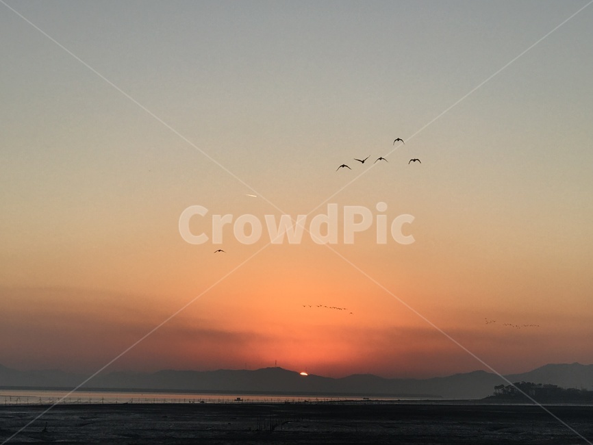 새,bird,outdoors,animal,dusk,redsky,하늘,sky,붉은하늘,일출,자연,풍경,nature,landscape,옥외,동물,sunset,일몰,황혼,dawn,새벽,red sky,붉은 하늘