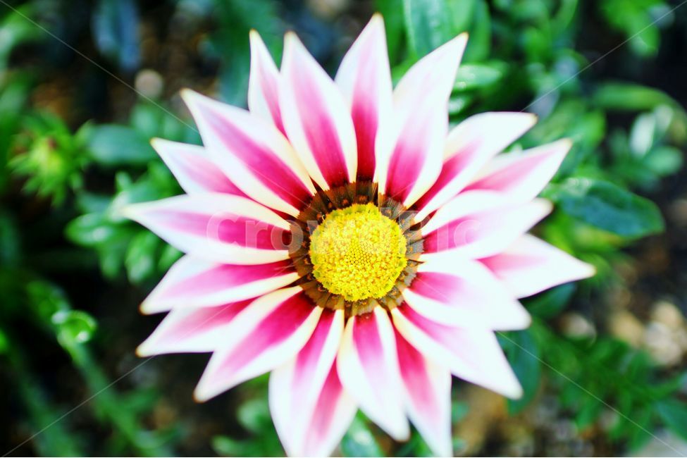 자연,식물,꽃,화분,나무,식물,자연,plants,nature,꽃,flower