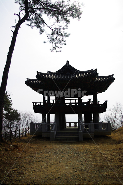 나무,식물,plant,정자,architecture,건축물,전통