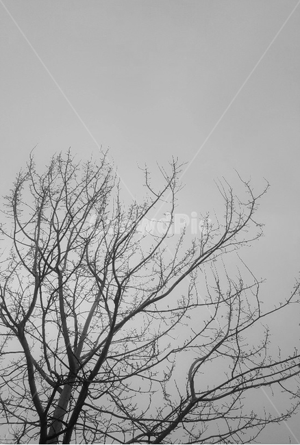 나무,흑백,흐림,나뭇가지,구름낀날,풍경,자연,풍경,nature,landscape
