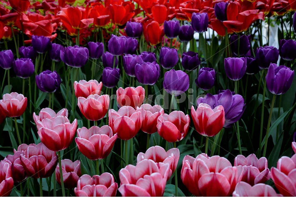 튤립,봄,bloom,꽃,식물,자연,화사함,꽃향기,tulip,colorful,floral,flower,gardenflowers,happymind,life,nature,plant,spring봄,spring,식물,자연,plants,nature,꽃,flower