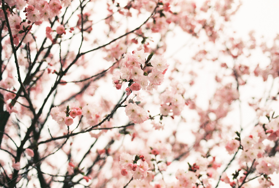 봄,벚꽃,꽃,flower,필름,감성,감성사진,film,analog,아날로그,봄,계절,spring,season,식물,자연,plants,nature,꽃,flower,감성,sensible,feeling,plant,blossom