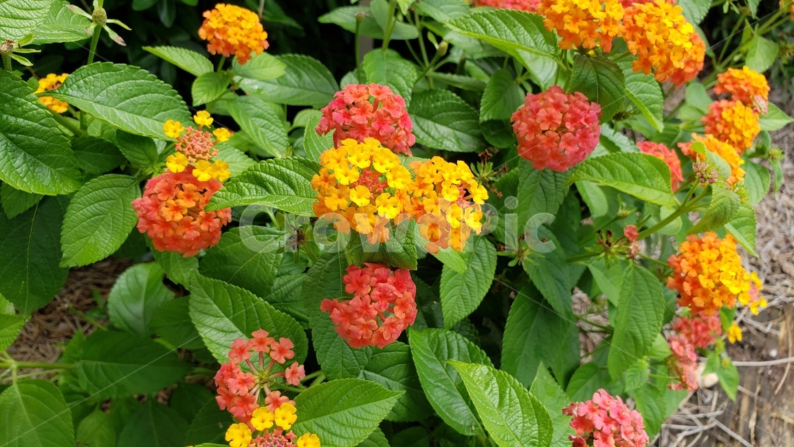 꽃,주황색꽃,동그란꽃,자연,배경,네이쳐,생화,주황색