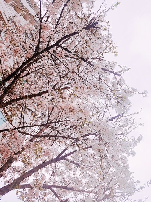 봄,벚꽃,spring,season,sakura,봄,계절,spring,season,자연,풍경,nature,landscape,plant,식물