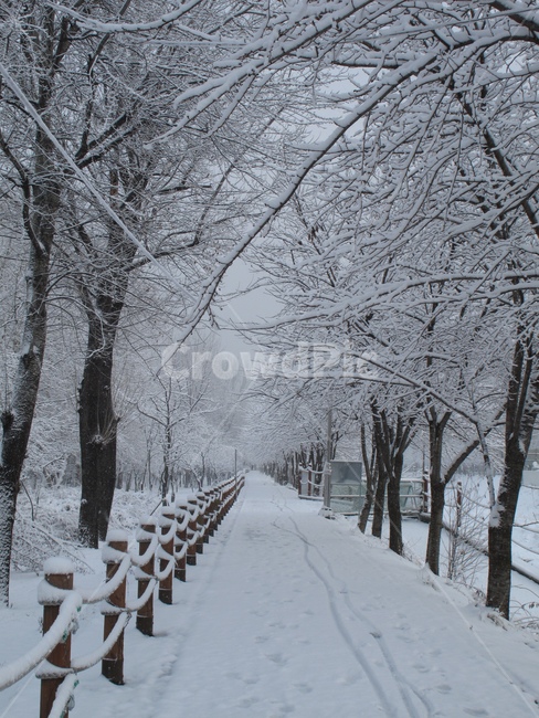 forest,canonG10,snow scene,snow flower,G10,tree,winter,canon G10,canon,snowy scenery,accumulated snow,snow,snow photo,Yangjae Citizens Forest