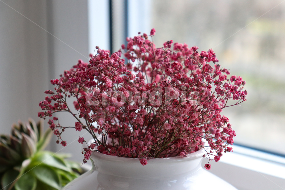 꽃,flower,식물,plant,안개꽃