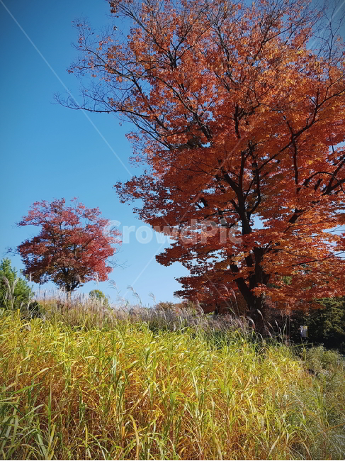 단풍,가을,단풍나무,들판,억새,가을,계절,fall,autumn,season,tree,나무,plant,식물