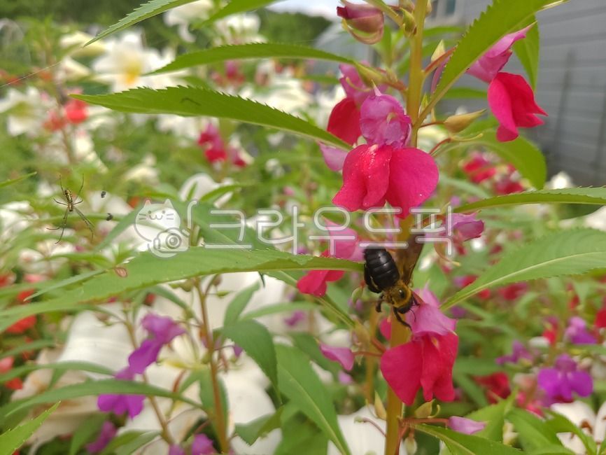 봉선화꽃,분홍꽃,봉숭아꽃,호박벌,봉숭아,꽃,봉선화,벌,곤충,bee,honeybee