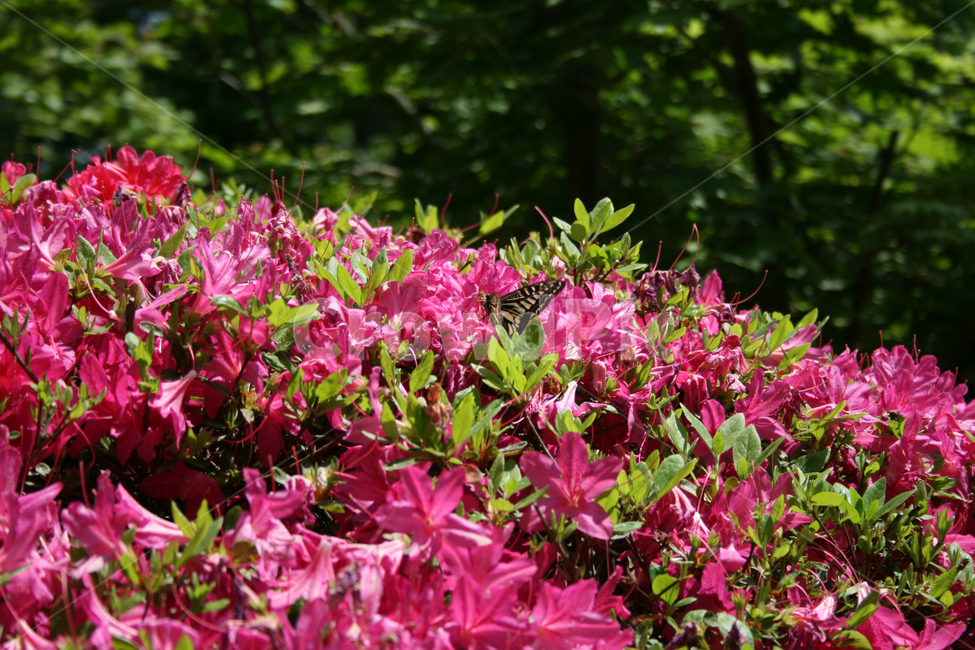 철쭉,꽃,붉은꽃,나비,검은나비,식물,flower,butterrfly,식물,자연,plants,nature,꽃,flower,동물,animal,곤충,벌레,insect,bug