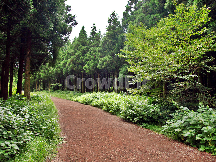 길,나무,숲,사려니숲길,제주,자연,풍경,숲길,gravel,자갈,dirt road,흙길,road,도로,plant,식물,tree,fir,전나무