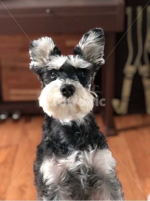 강아지,개,슈나우저,미니어처슈나우저,schnauzer,puppy,dog,miniatureschnauzer,동물,animal,포유류,mammal,개,강아지,dog,doggy