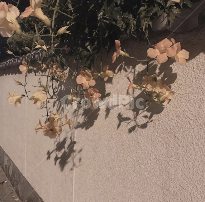 꽃,담벼락,식물,플라워,plant