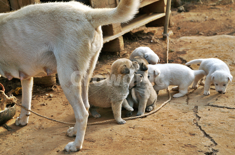 개,포유동물,새끼,멍멍이,시골개,동물,강아지,동물,animal,포유류,mammal,개,강아지,dog,doggy