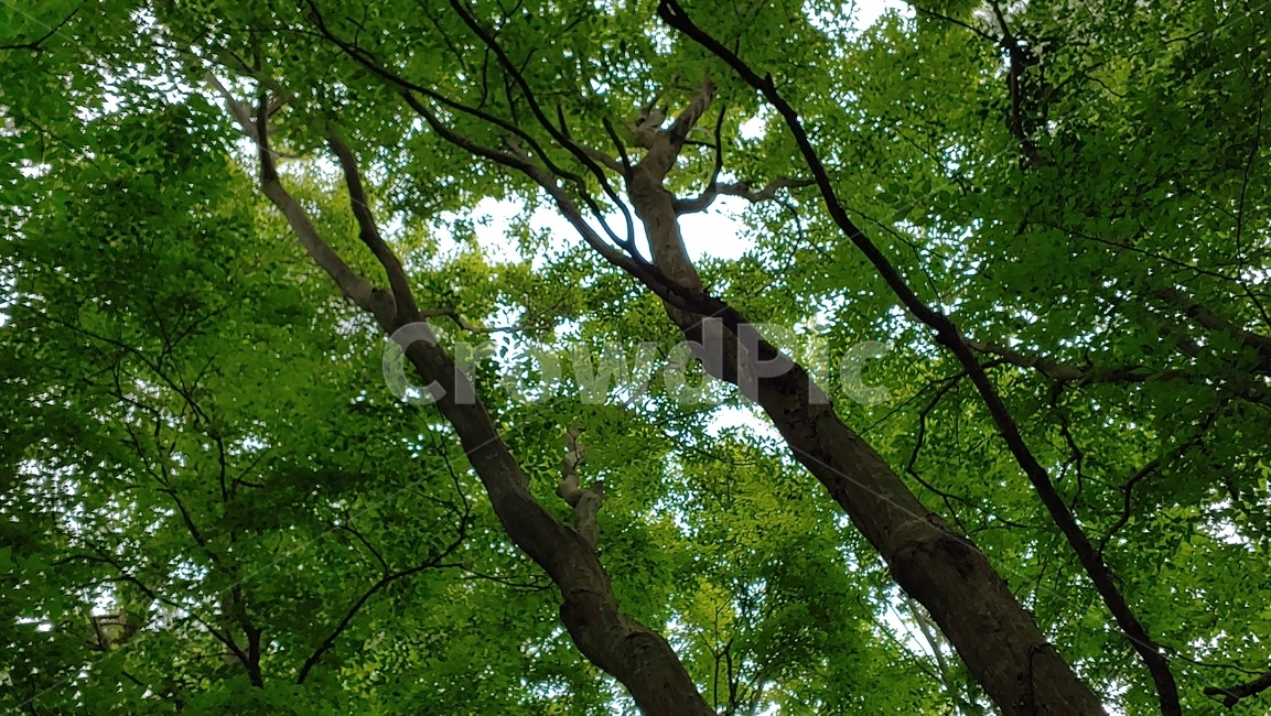 나무,제주숲,자연,nature,green,tree