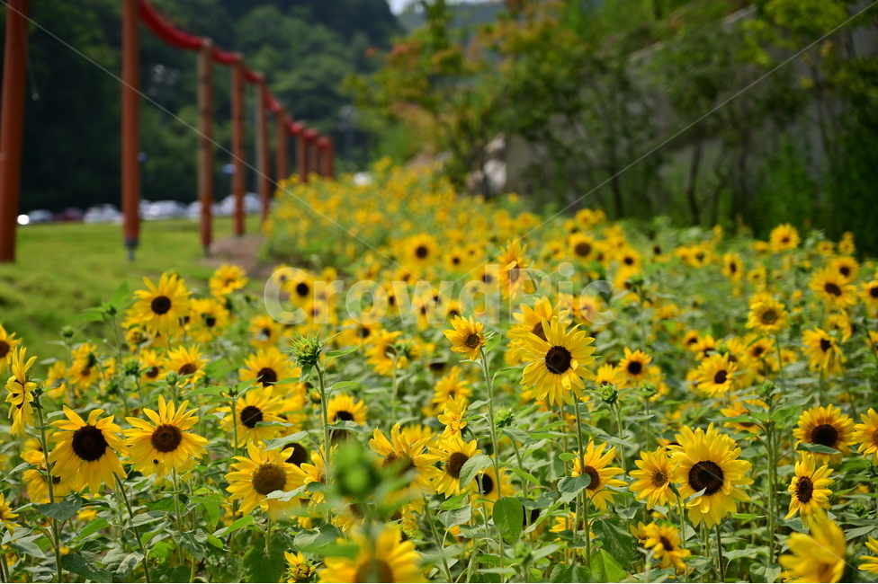 꽃,flower,해바라기,sunflower,자연,식물,꽃밭