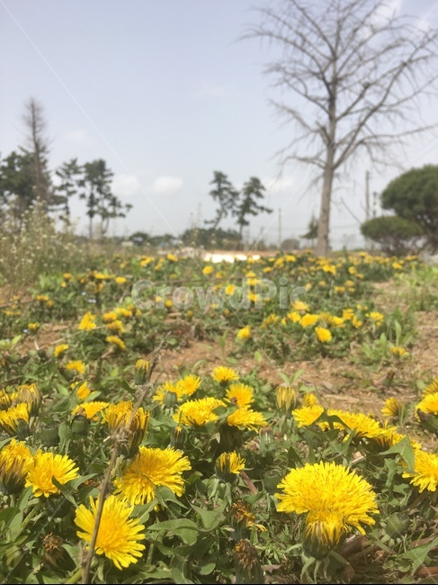 꽃,민들레,노란색,들판,나무,봄꽃,봄,계절,spring,season,식물,자연,plants,nature,꽃,flower,plant,outdoors,옥외,grassland,목초지,field,들