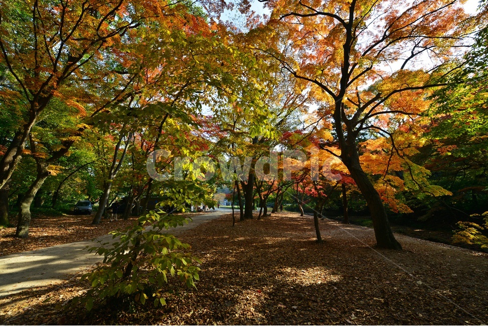nature,자연,outdoors,옥외,tree,나무,plant,식물,leaf,잎,treetrunk,나무줄기,maple,단풍,고창,선운사,선운사가을,도솔천,도솔천가을,추색,만추,가을,계절,단풍잎,낙옆