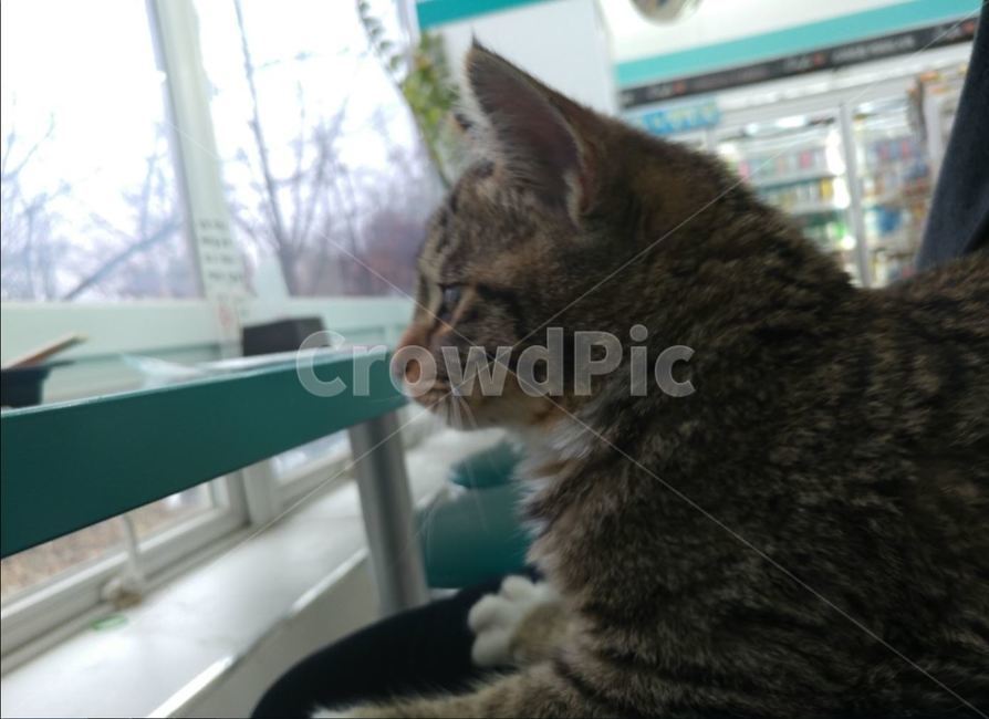 동물,고양이,갈색무늬,편안함,옆모습,동물,animal,포유류,mammal,고양이,cat,kitten,kitty