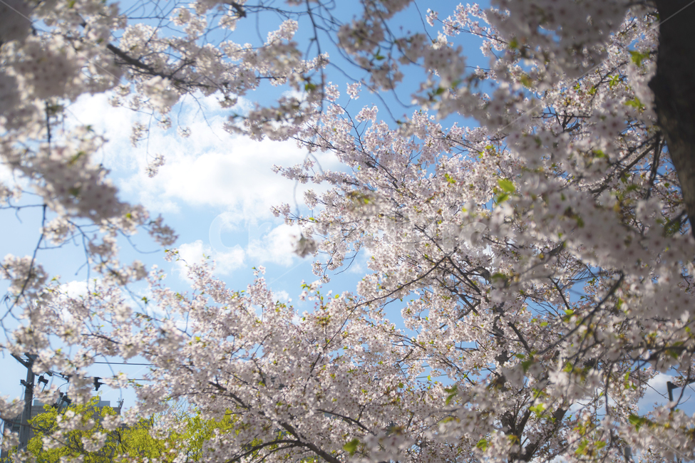 하늘,봄꽃,봄,꽃,벚꽃,봄,계절,spring,season,식물,자연,plants,nature,꽃,flower,plant,blossom,cherry blossom