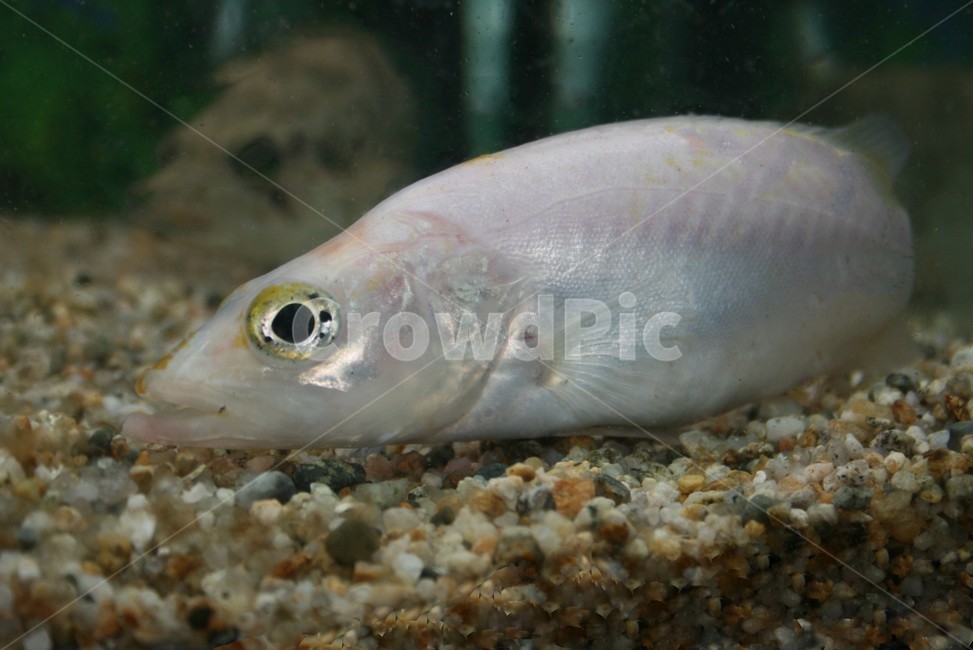 흰쏘가리,은쏘가리,알비노,돌연변이,희귀어,꺽지과,동물,animal,어류,물고기,fish