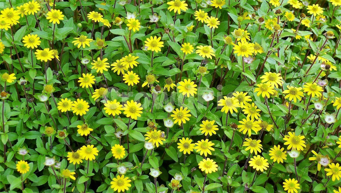꽃,식물,자연,숲,군집,아름다움,식물,자연,plants,nature,꽃,flower