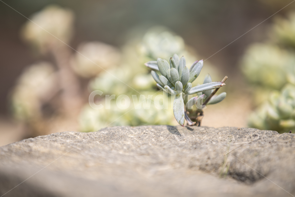 다육이,다육식물,선인장,식물,flower,plant,succulentplant,식물,자연,plants,nature