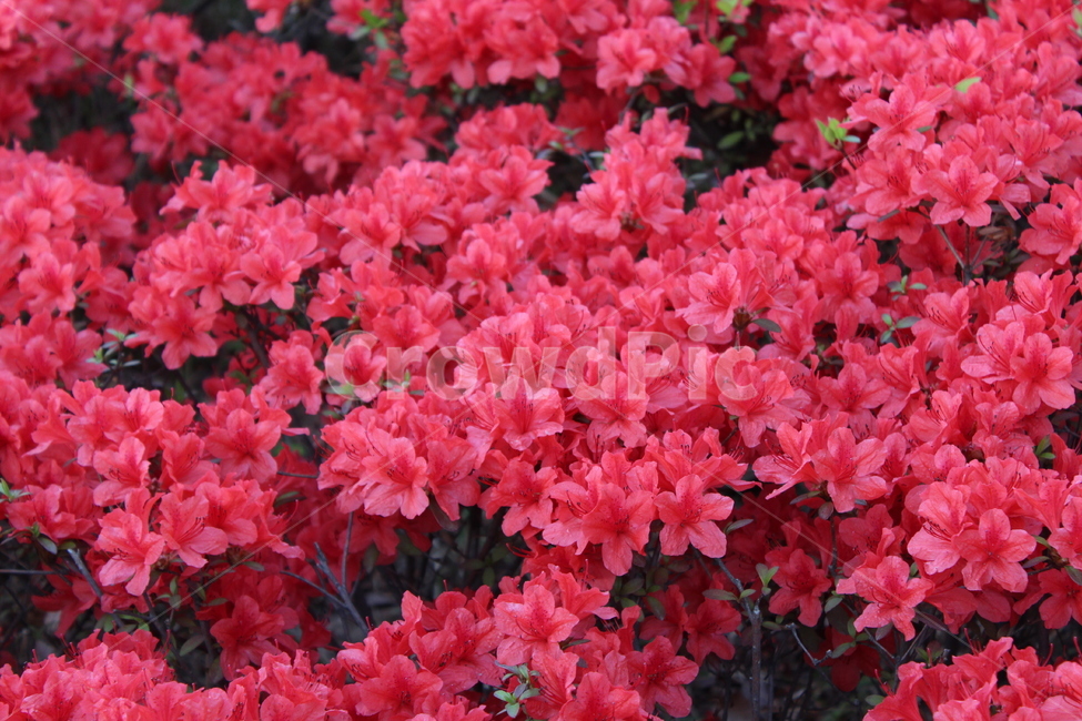 꽃,철쭉,야생화,길꽃,진달래,봄,계절,spring,season,식물,자연,plants,nature,꽃,flower,geranium,제라늄,blossom,plant
