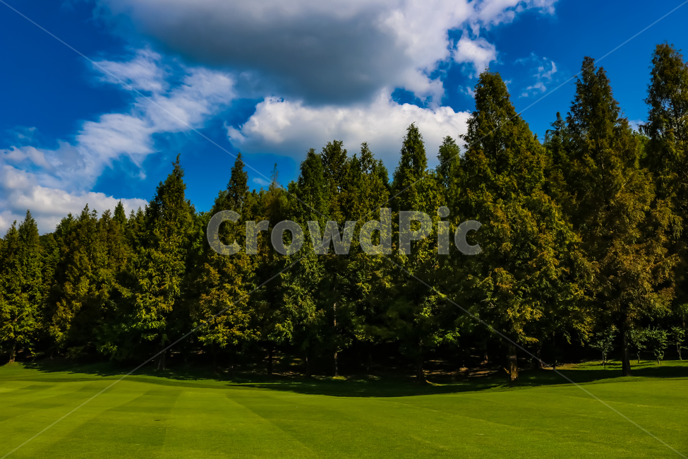 풍경,메타세콰이어,하늘,구름,나무,자연,풍경,nature,landscape,grass,잔디,plant,식물,tree