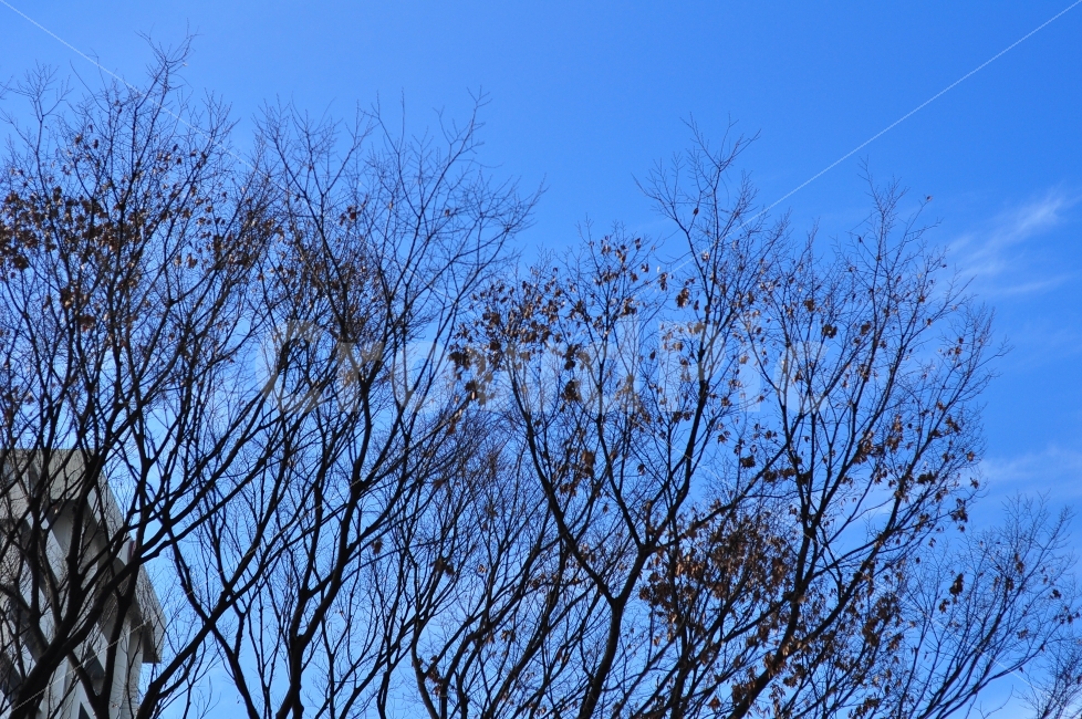 종로,안국역,겨울,하늘,나무,가지,앙상한나무,맑은하늘,나뭇잎,winter,season,cold,trees,branches,sky,blue,leaves,자연,풍경,nature,landscape,겨울,계절,winter,season,plant,식물,tree