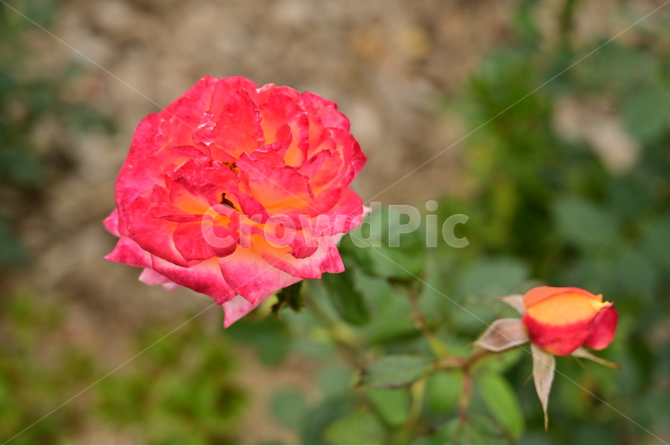 plant,식물,rose,장미,flower,blossom,꽃,식물,자연,plants,nature