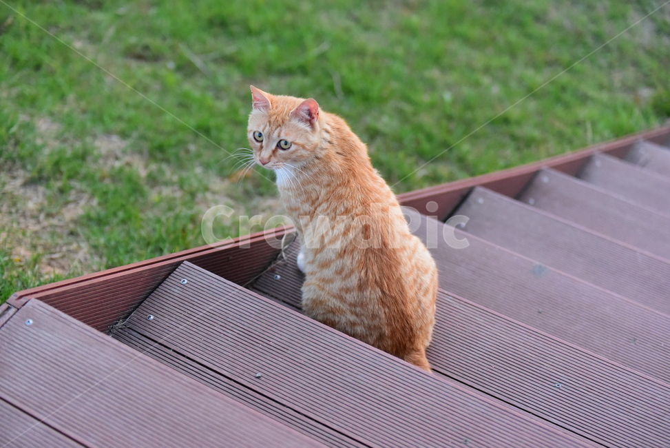 고양이,길고양이,길냥이,반려동물,동물,노랑이,야옹이,귀여운,줄무늬,포유류,animal,cat