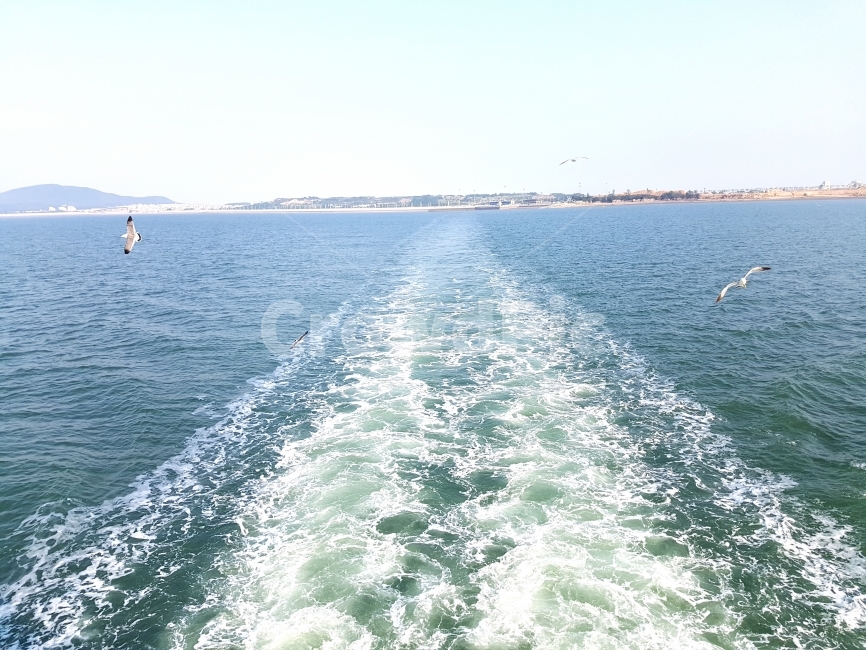 바다,뱃길,물보라,파도,갈매기,여행,자연,풍경,nature,landscape,동물,animal,조류,새,birds,leisure activities,레저 활동,adventure,모험,water,물,bird,outdoors,옥외